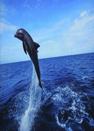 تصویر فیلم دلفین های وحشی Dolphins: The Wild Side 1999