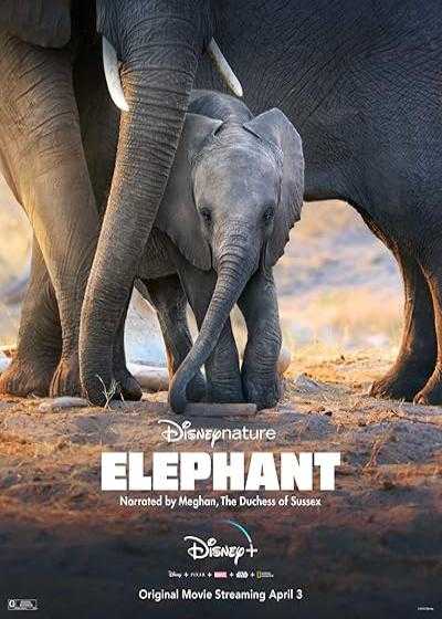تصویر فیلم فیل Elephant 2020